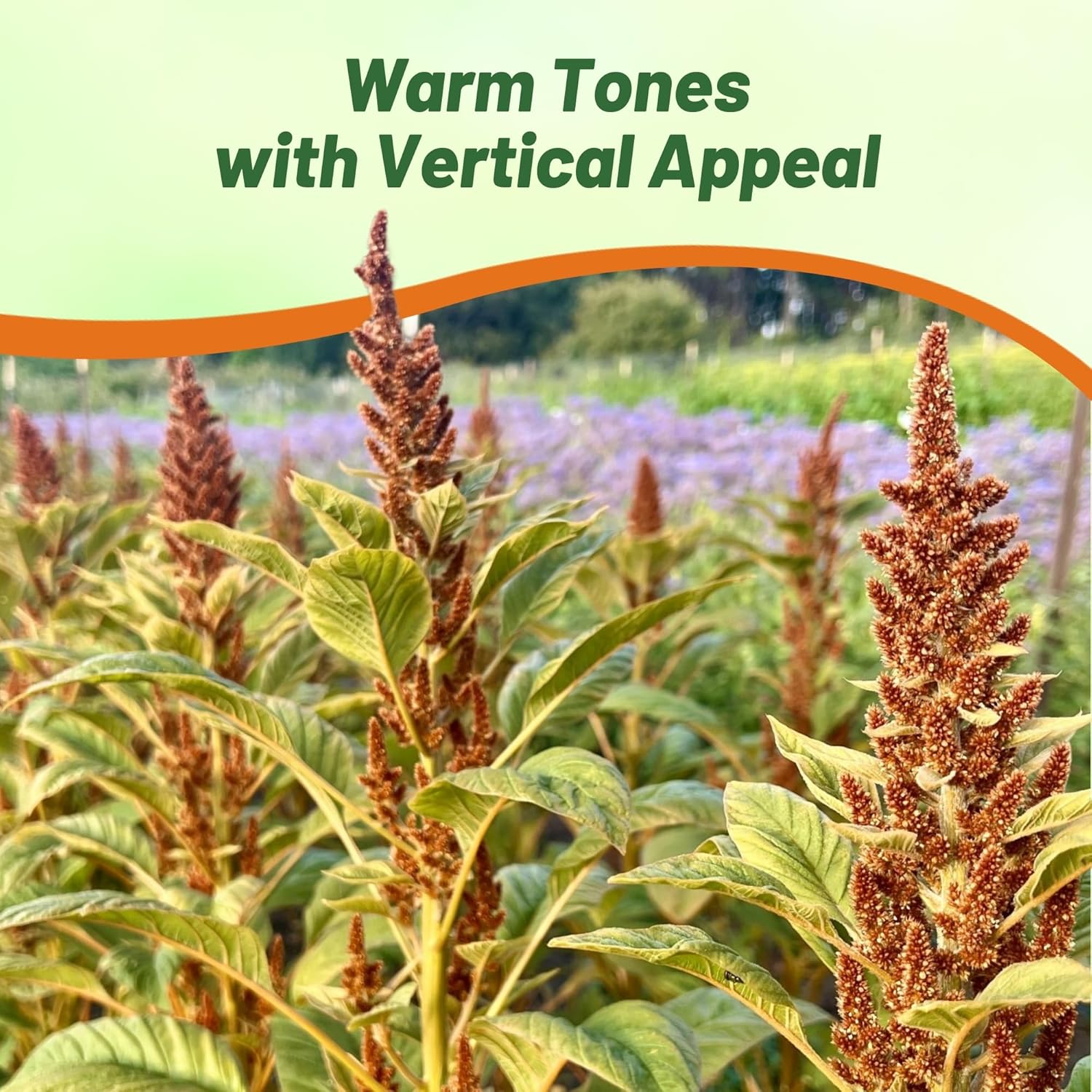 Amaranthus Hot Biscuits Container Plant