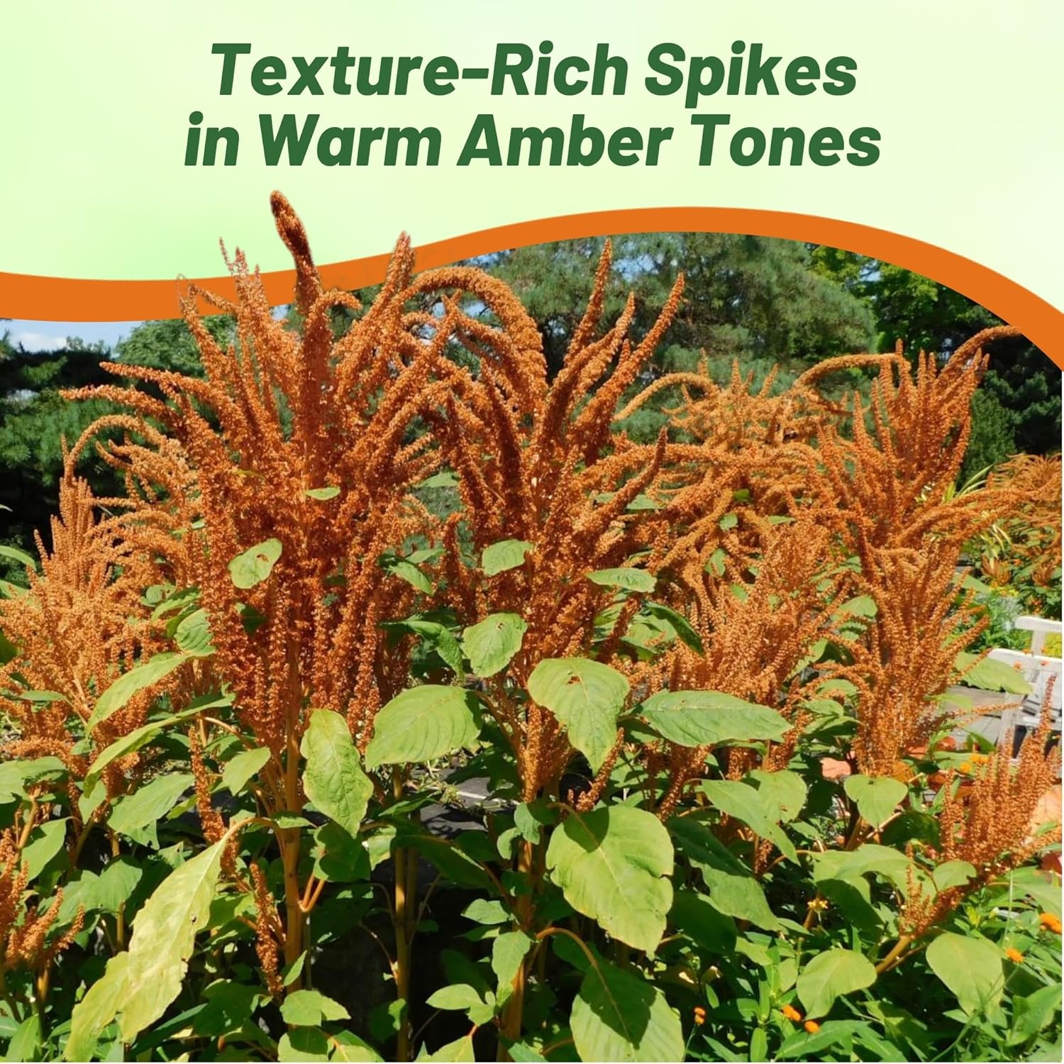 Amaranthus Hot Biscuits Landscaping Hedge