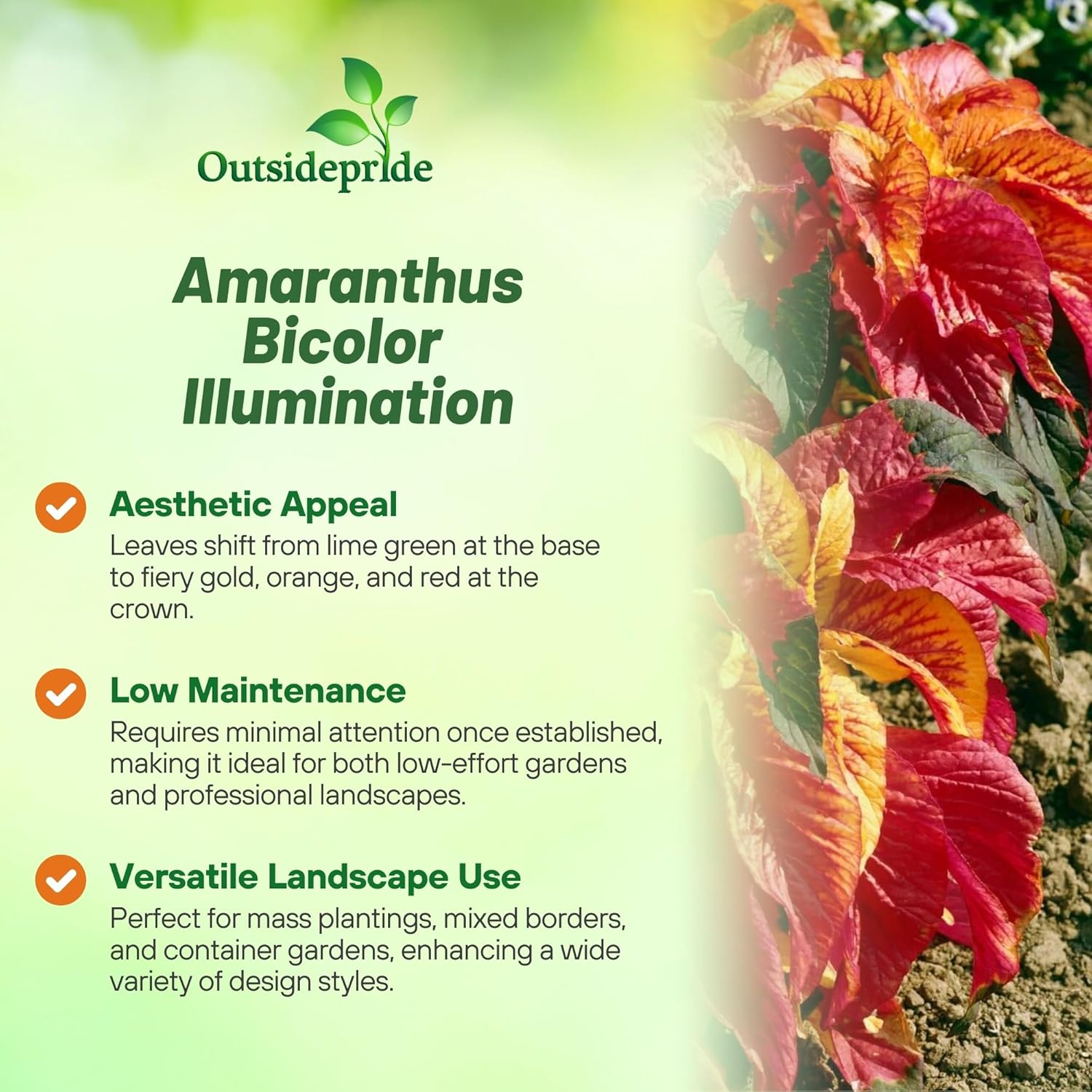 Amaranthus Illumination Foliage Bush