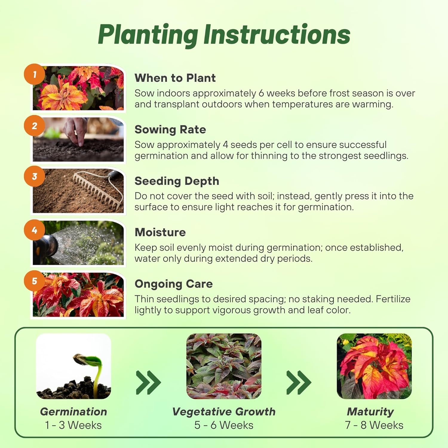 Summer Poinsettia Illumination Planting Directions