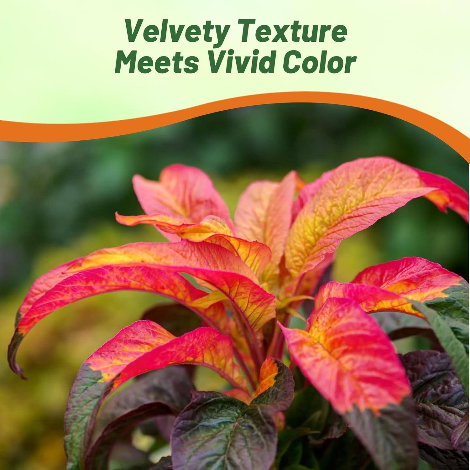 Amaranthus Illumination Container Plant