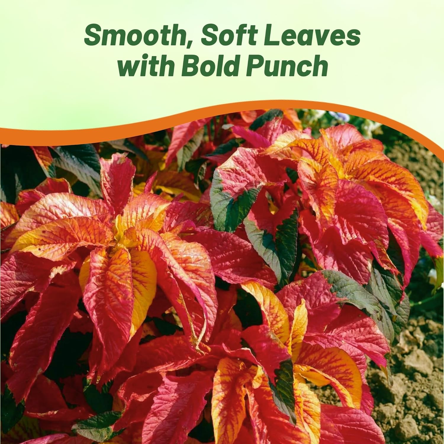 Summer Poinsettia Illumination Pollinator Plant