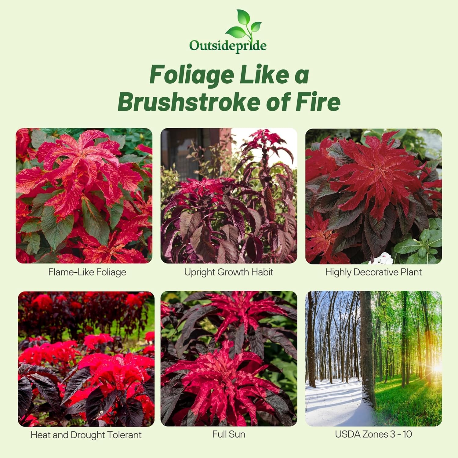 Amaranthus Molten Fire Foliage Plants