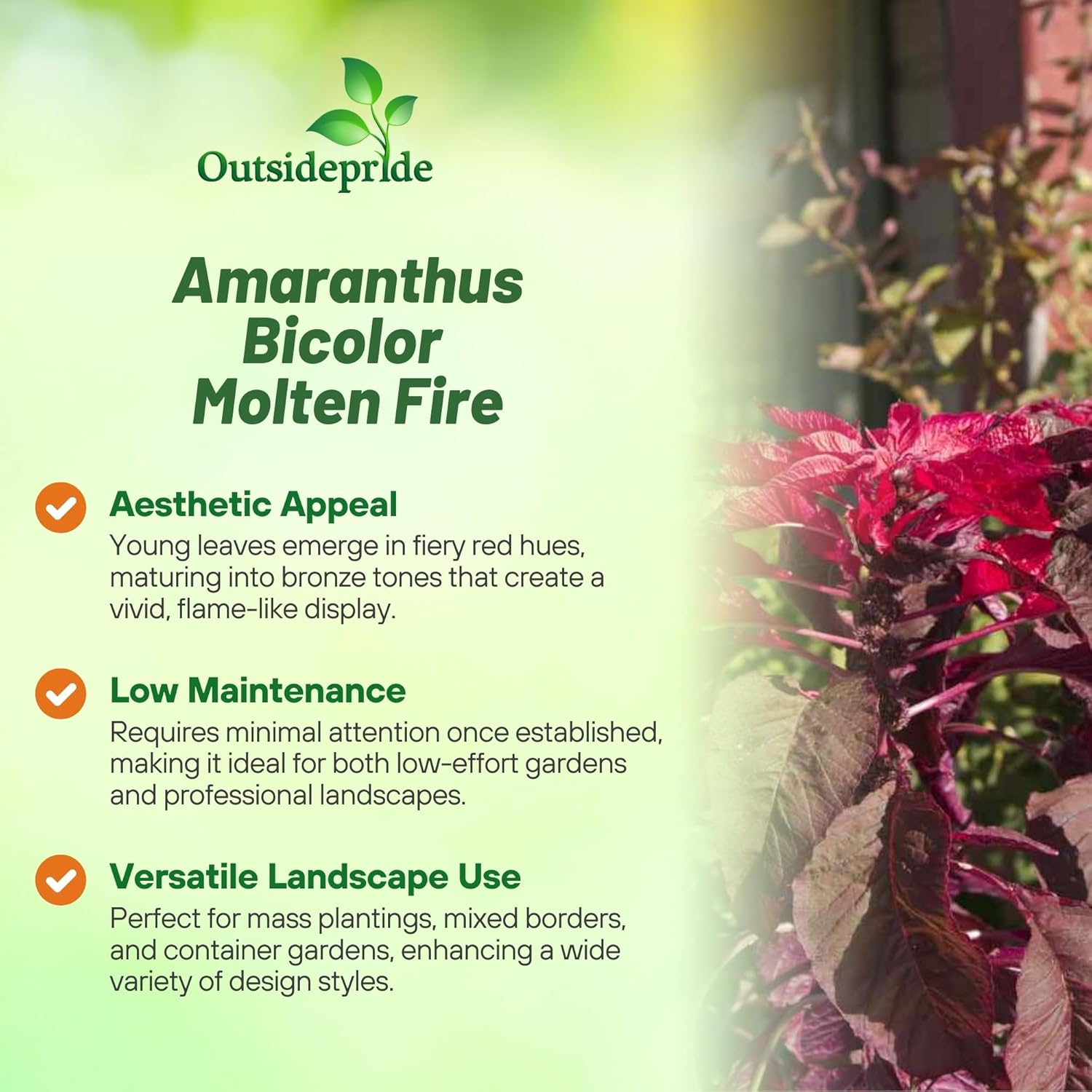 Amaranthus Molten Fire Foliage Bush