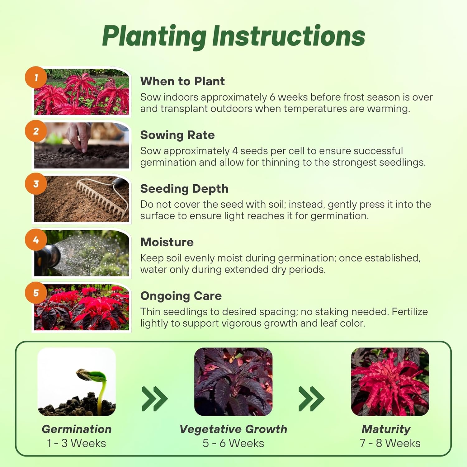 Amaranthus Molten Fire Planting Directions