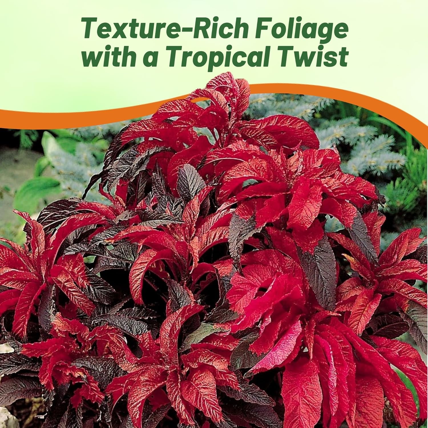 Amaranthus Molten Fire Container Plant