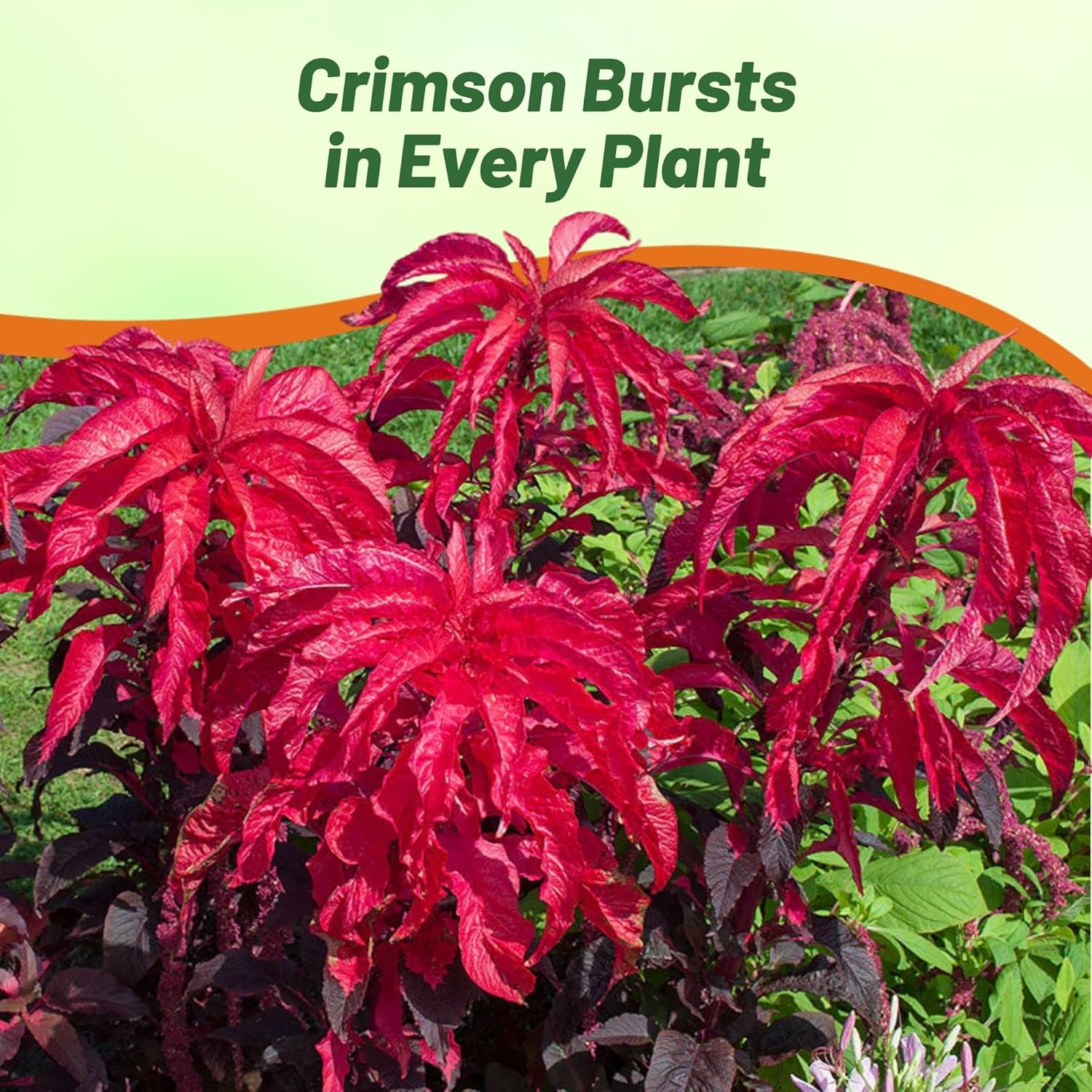 Amaranthus Molten Fire Landscaping Hedge