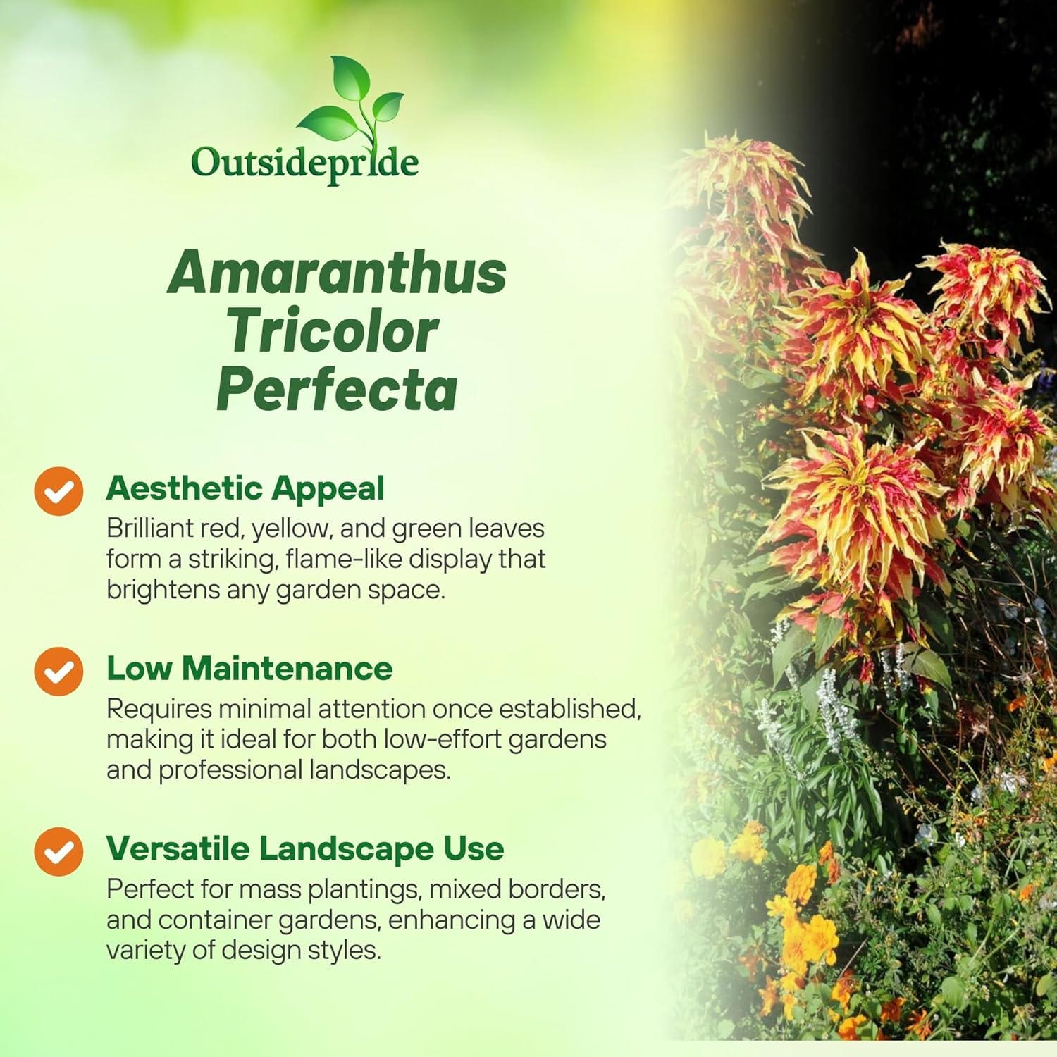 Amaranthus Perfecta Foliage Bush