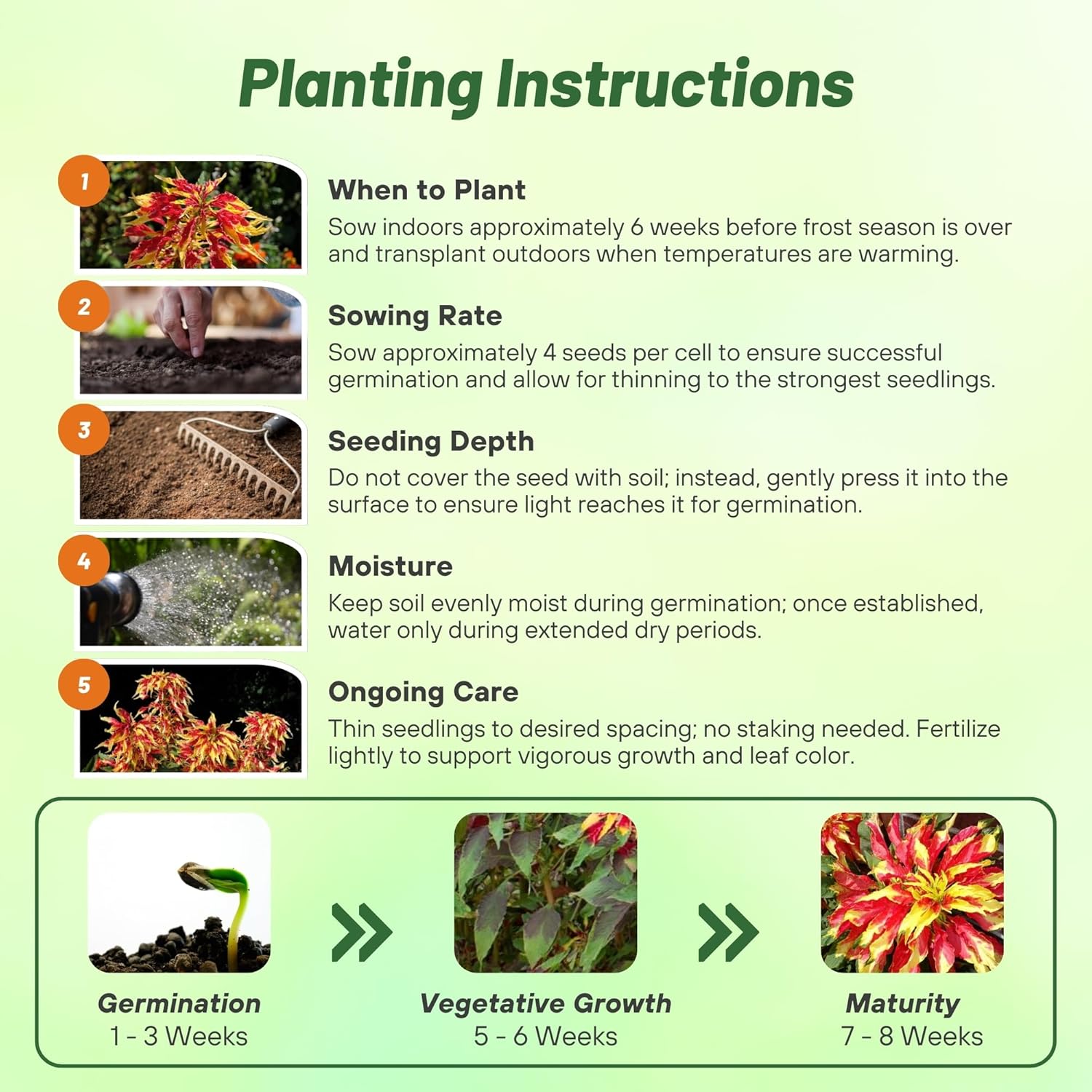 Amaranthus Perfecta Planting Directions