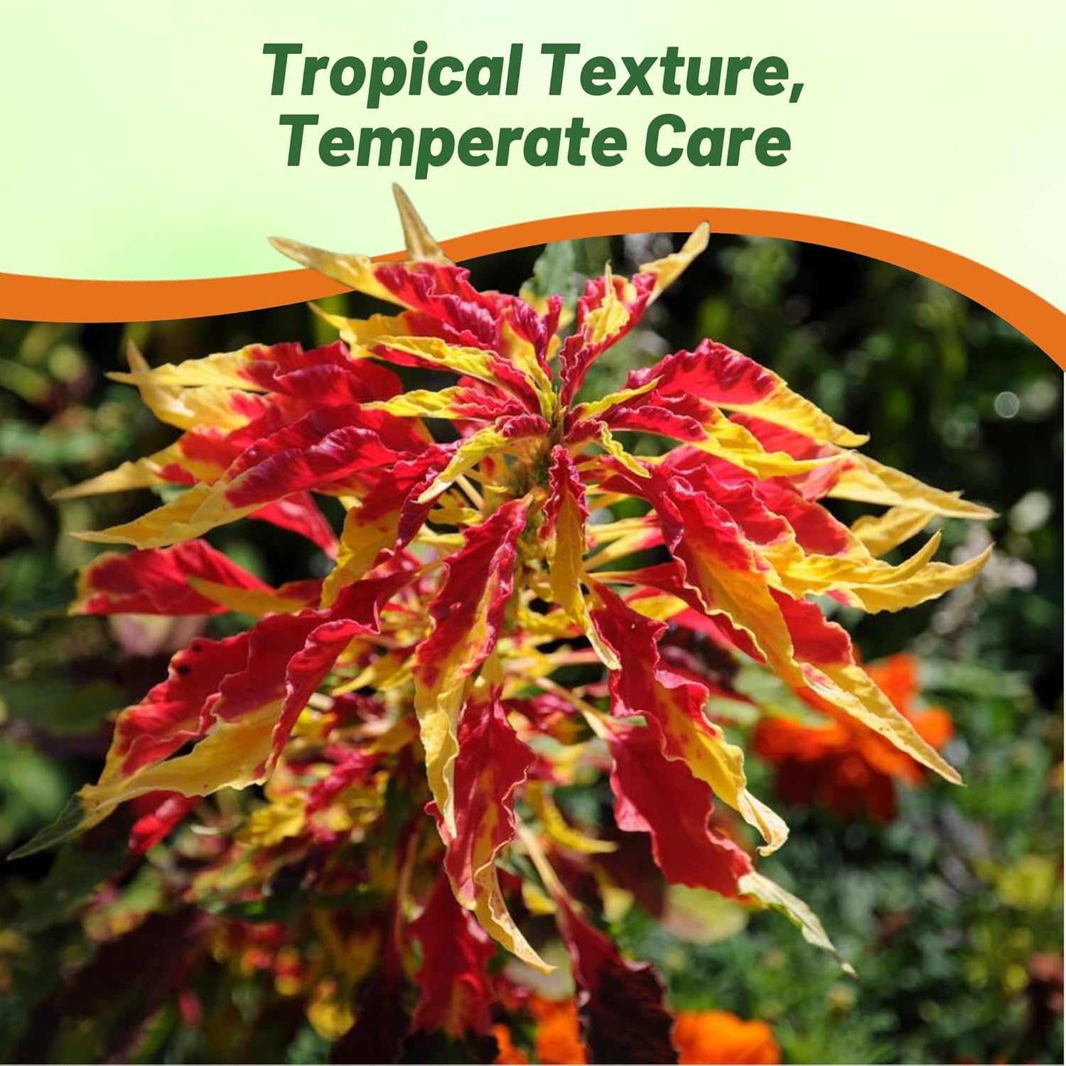 Amaranthus Perfecta Container Plant