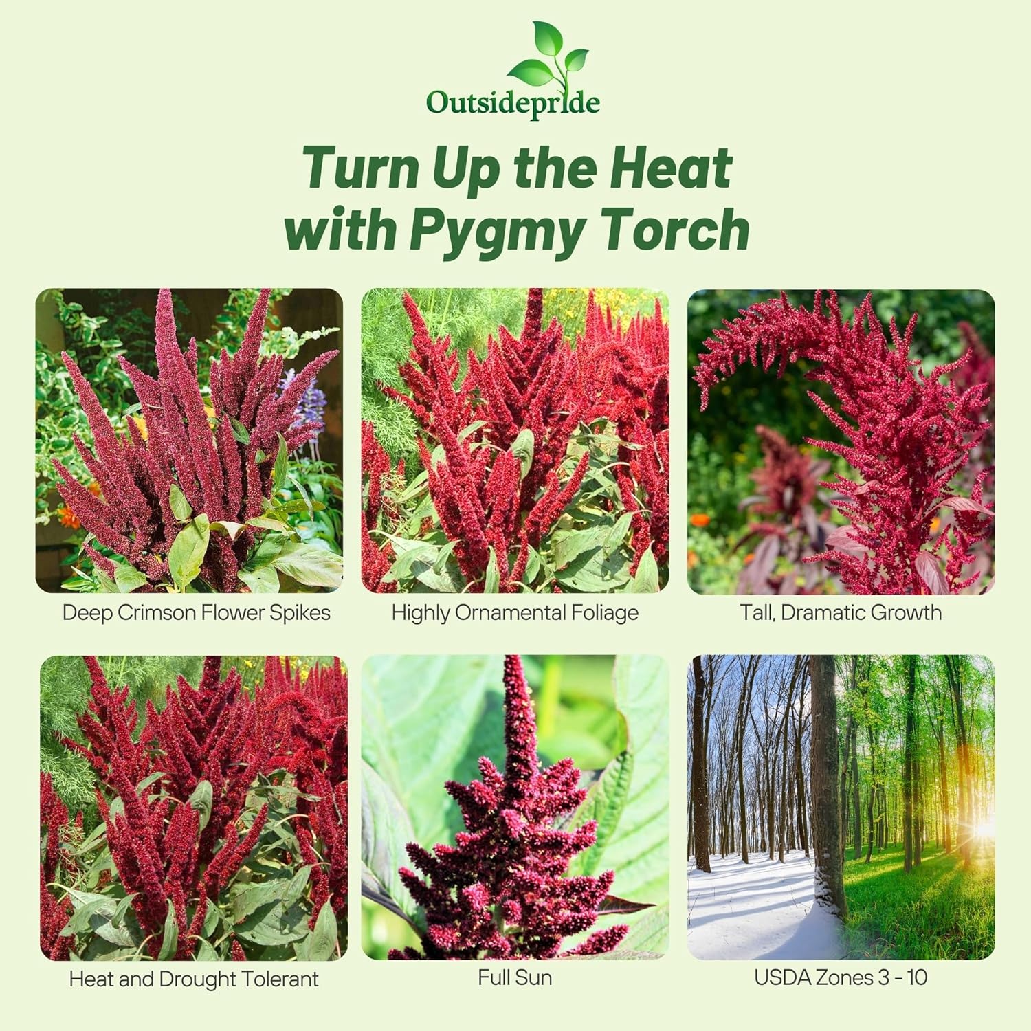 Love Lies Bleeding Pygmy Torch Foliage Plants
