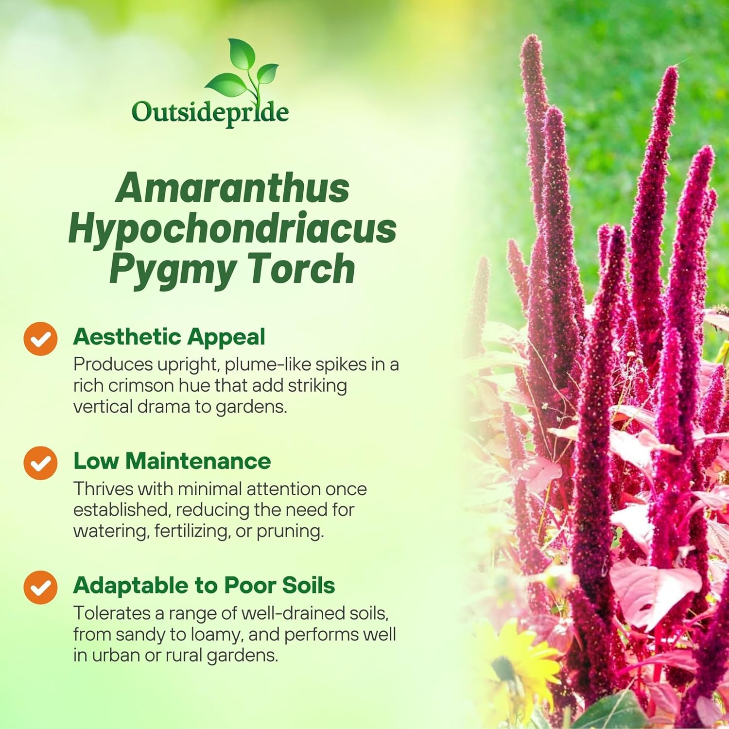 Heirloom Amaranthus Pygmy Torch Foliage Bush