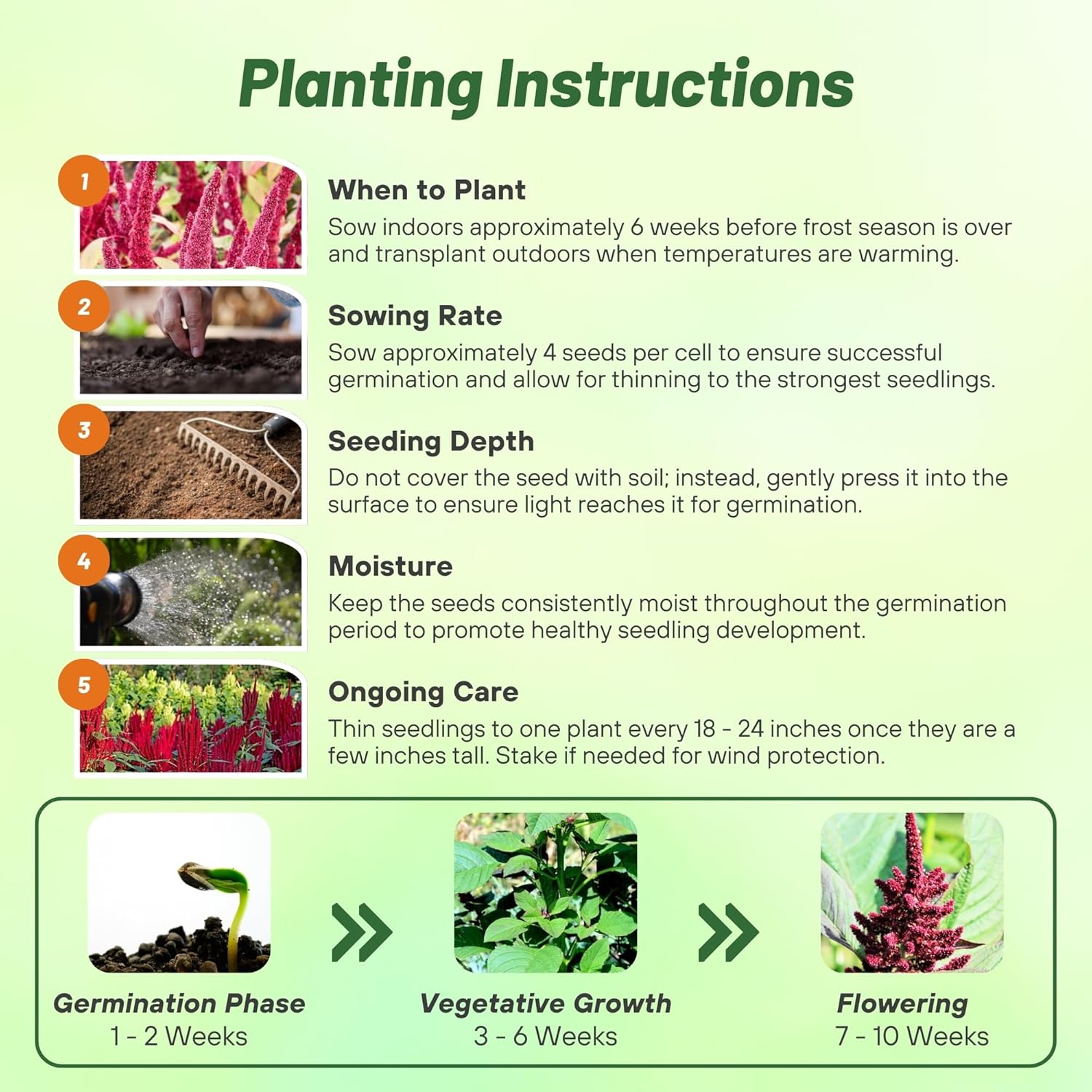 Amaranthus Pygmy Torch Planting Directions