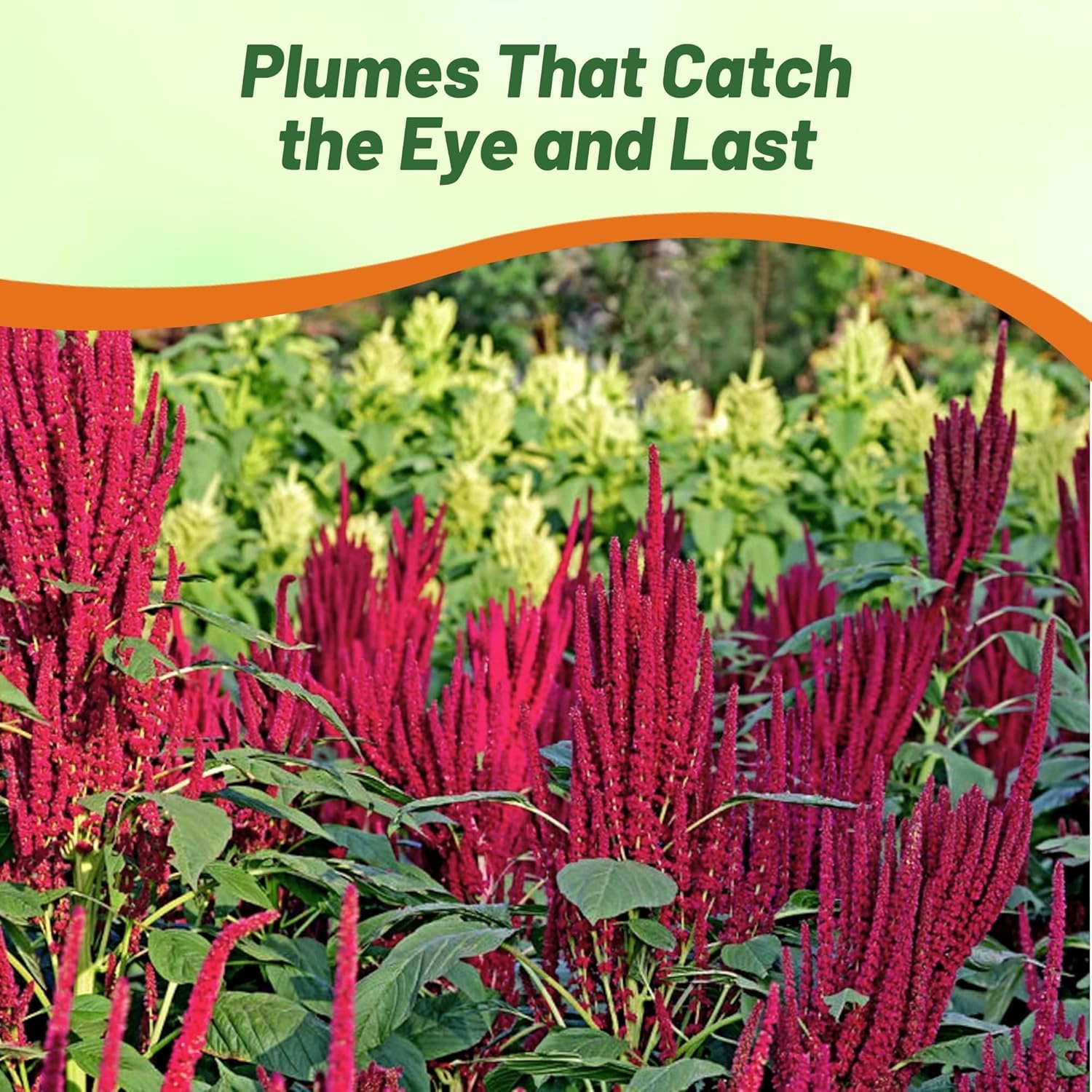 Amaranthus Pygmy Torch Landscaping Hedge
