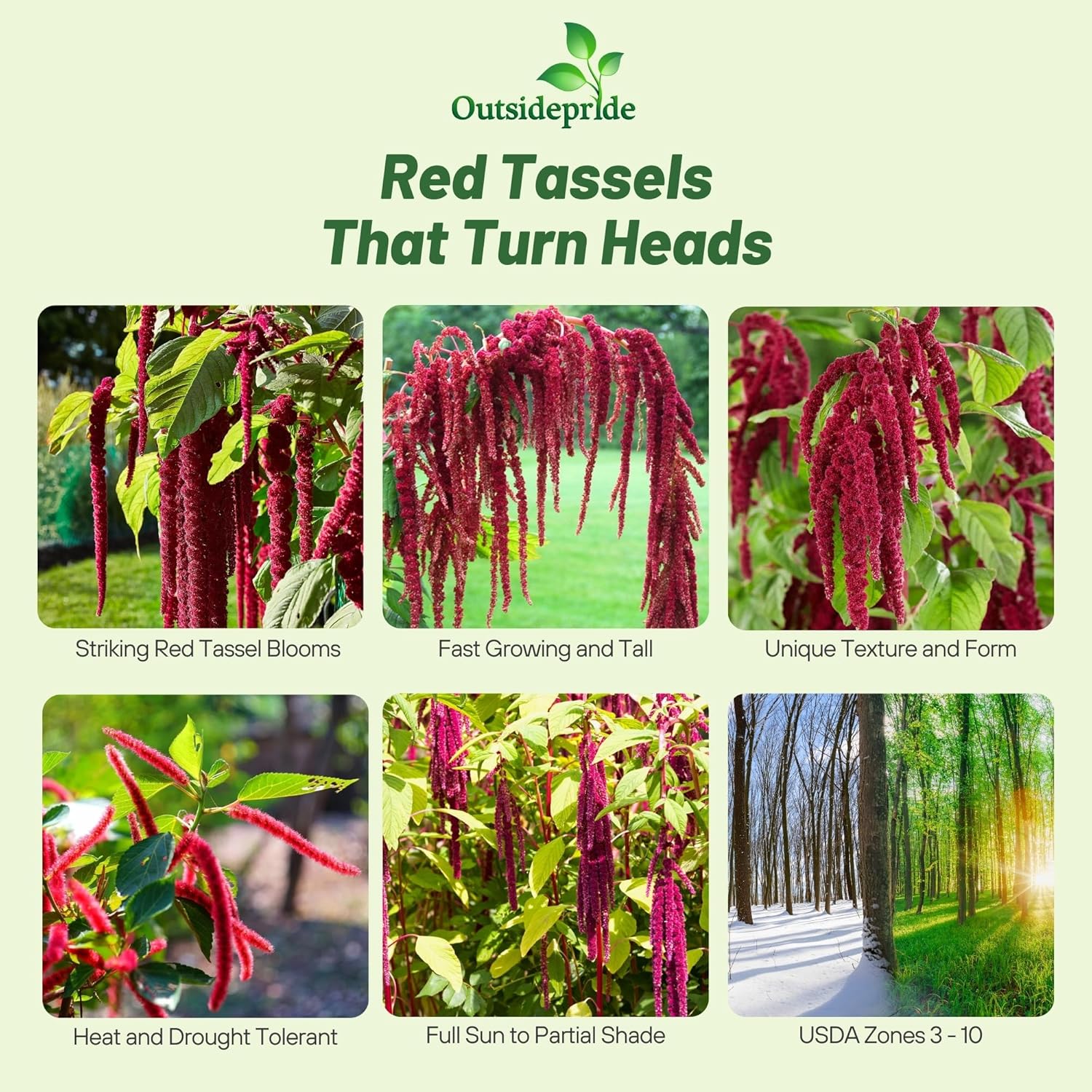 Love Lies Bleeding Red Foliage Plants