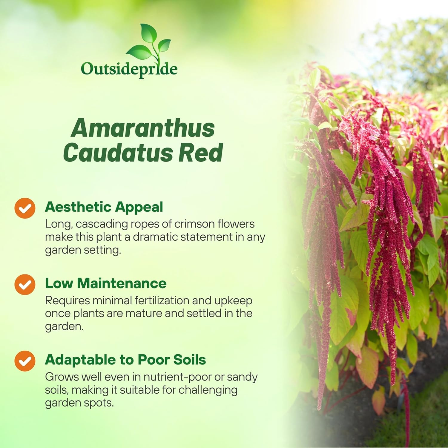Heirloom Amaranthus Red Foliage Bush