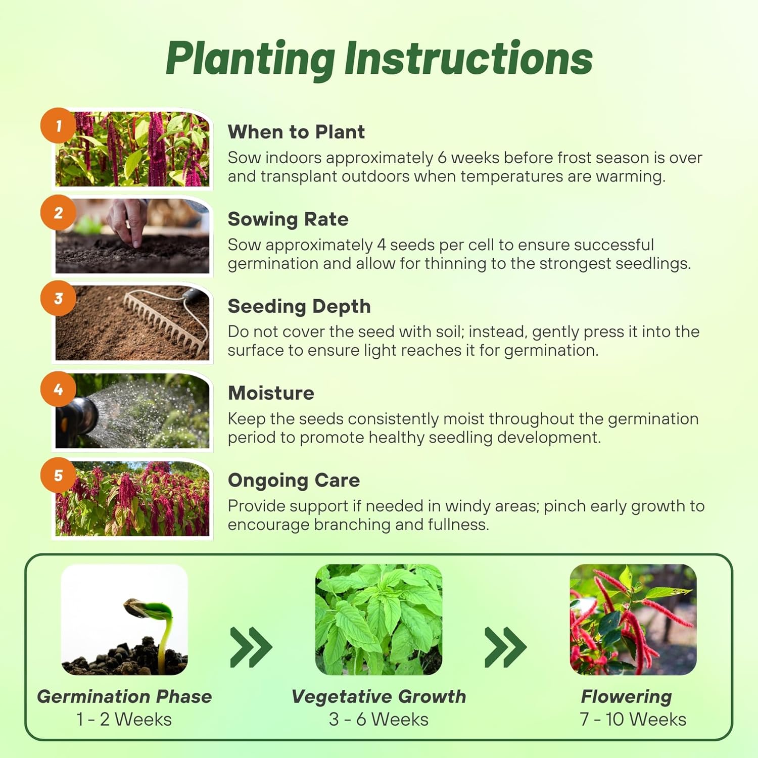 Amaranthus Red Planting Directions