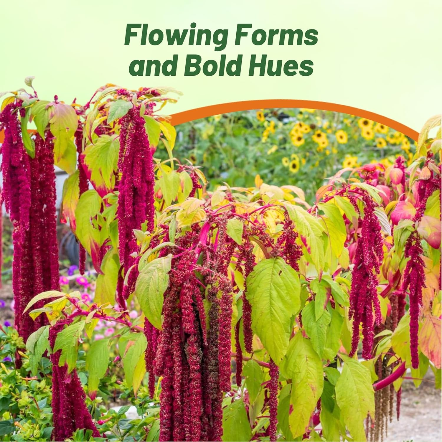 Love Lies Bleeding Red Container Plant
