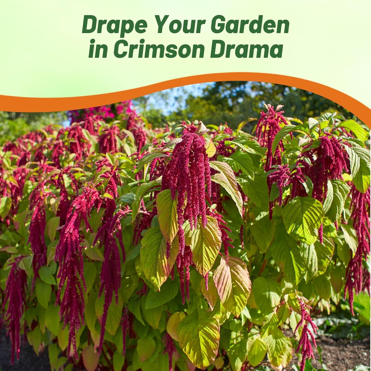 Amaranthus Red Landscaping Hedge