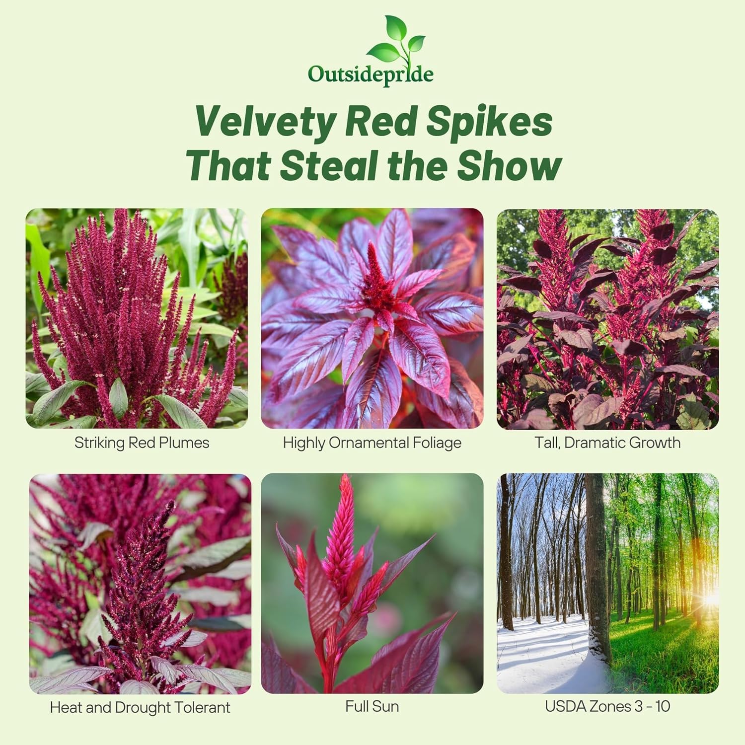 Amaranthus Red Spike Foliage Plants