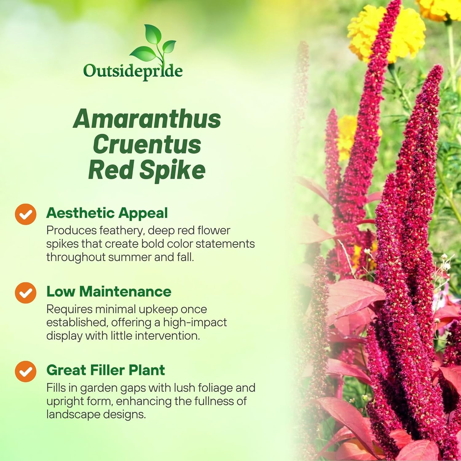 Amaranthus Red Spike Foliage Bush