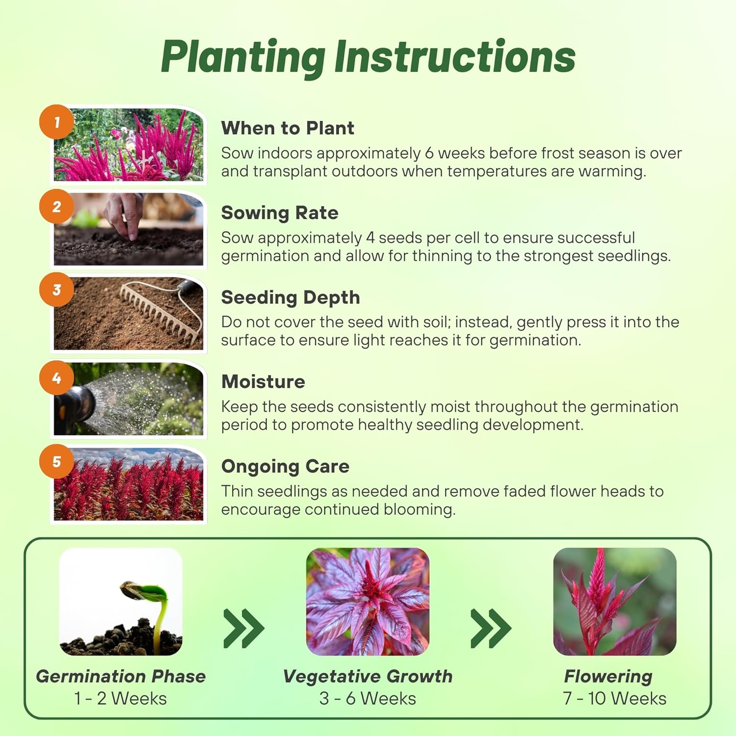 Amaranthus Red Spike Planting Directions