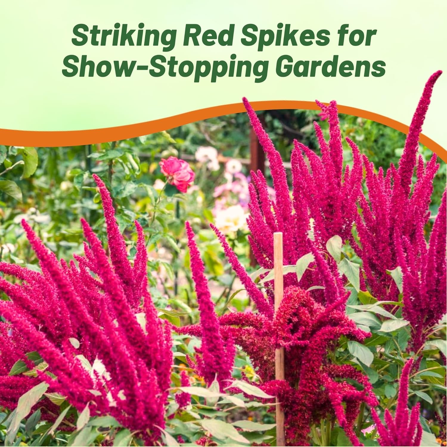 Amaranthus Red Spike Container Plant