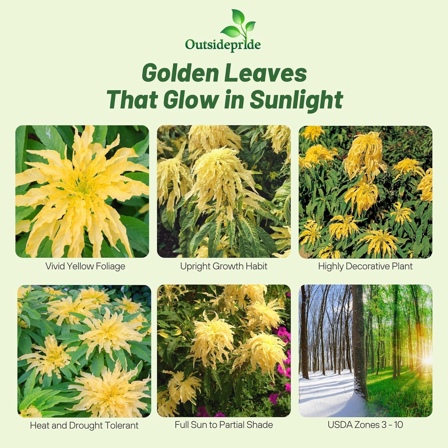 Amaranthus Yellow Foliage Plants