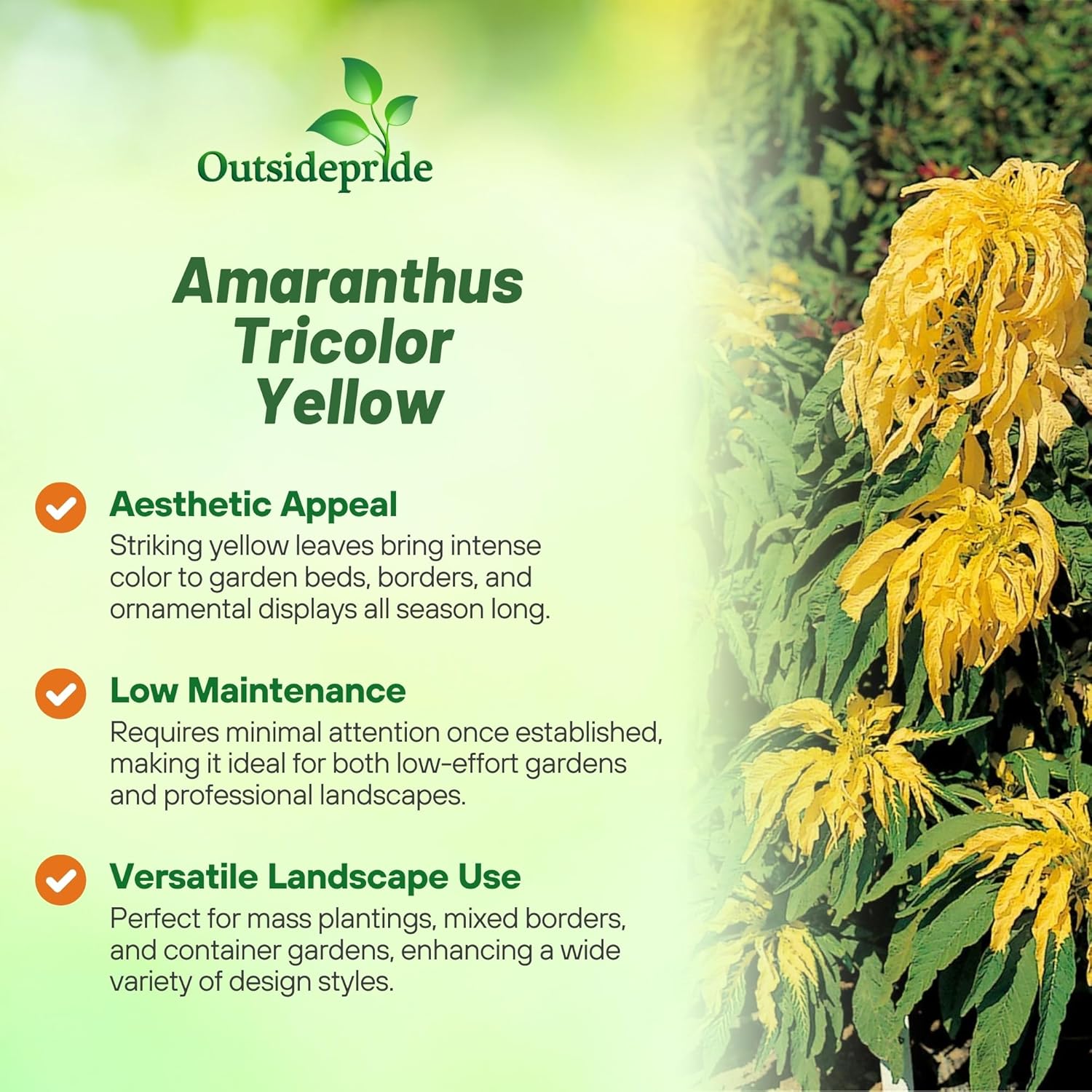 Amaranthus Yellow Foliage Bush