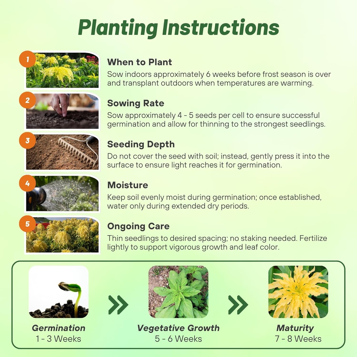 Chinese Spinache Yellow Planting Directions