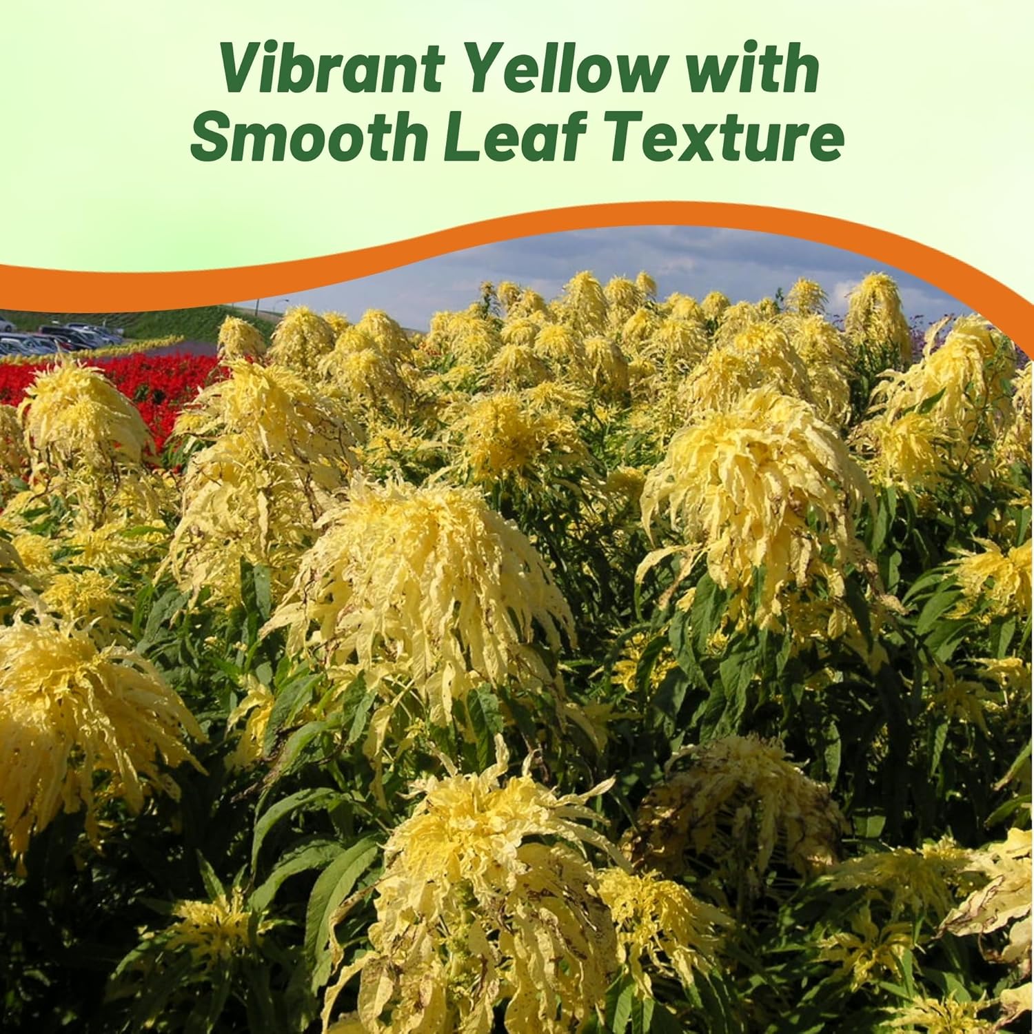 Summer Poinsettia Yellow Pollinator Plant
