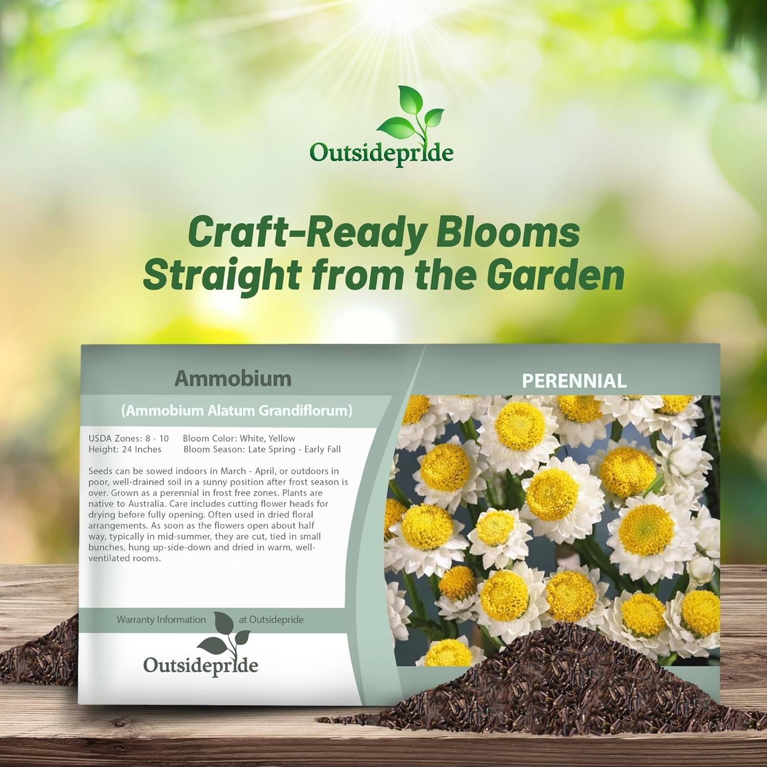 Ammobium Garden Flower Seed Packet