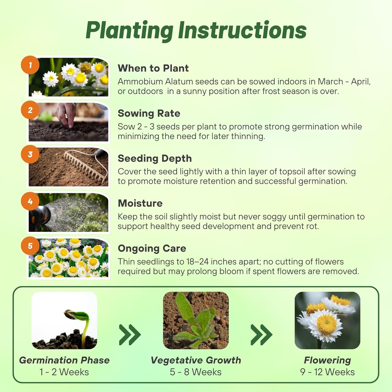 Ammobium Flower Seed Planting Directions