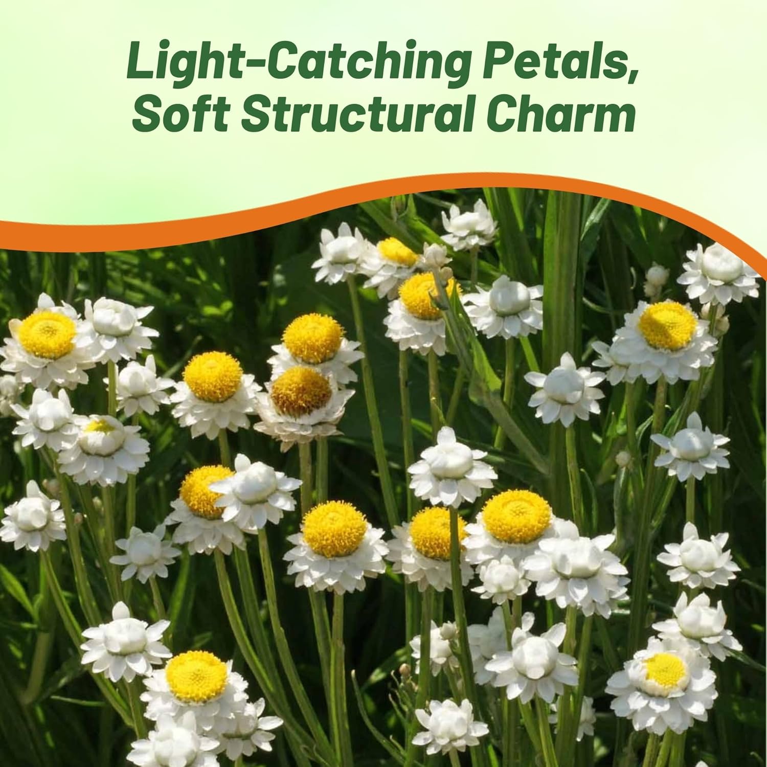 Ammobium Flower Landscaping
