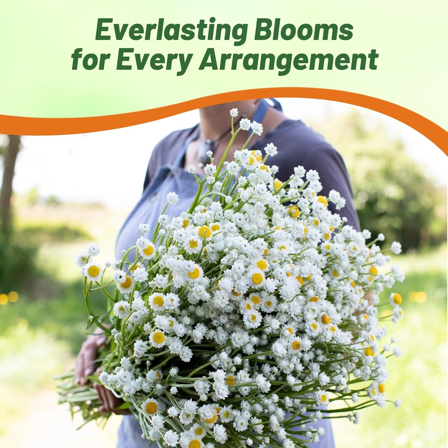 Ammodium Cut Flowers For Drying & Pollination