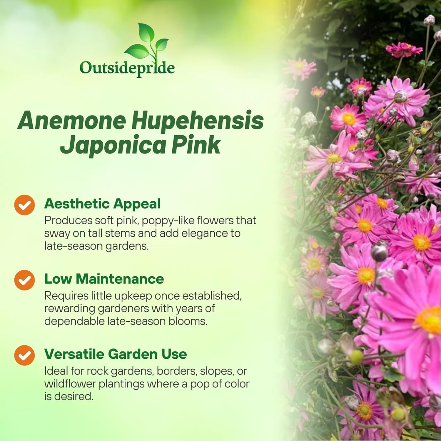 Perennial Anemone Pink Saucer Flowers