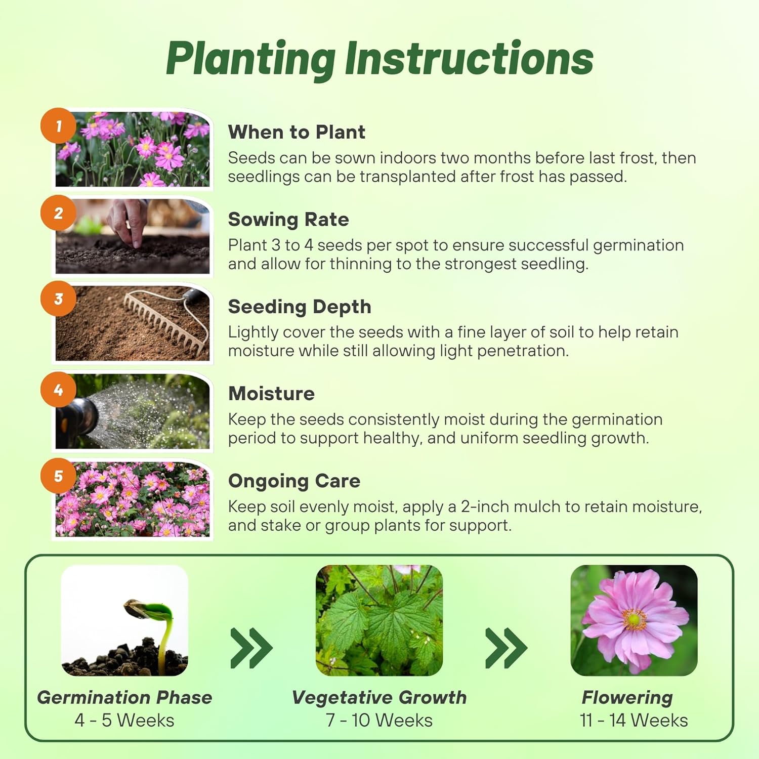 Anemone Hupehensis Pink Saucer Planting Directions