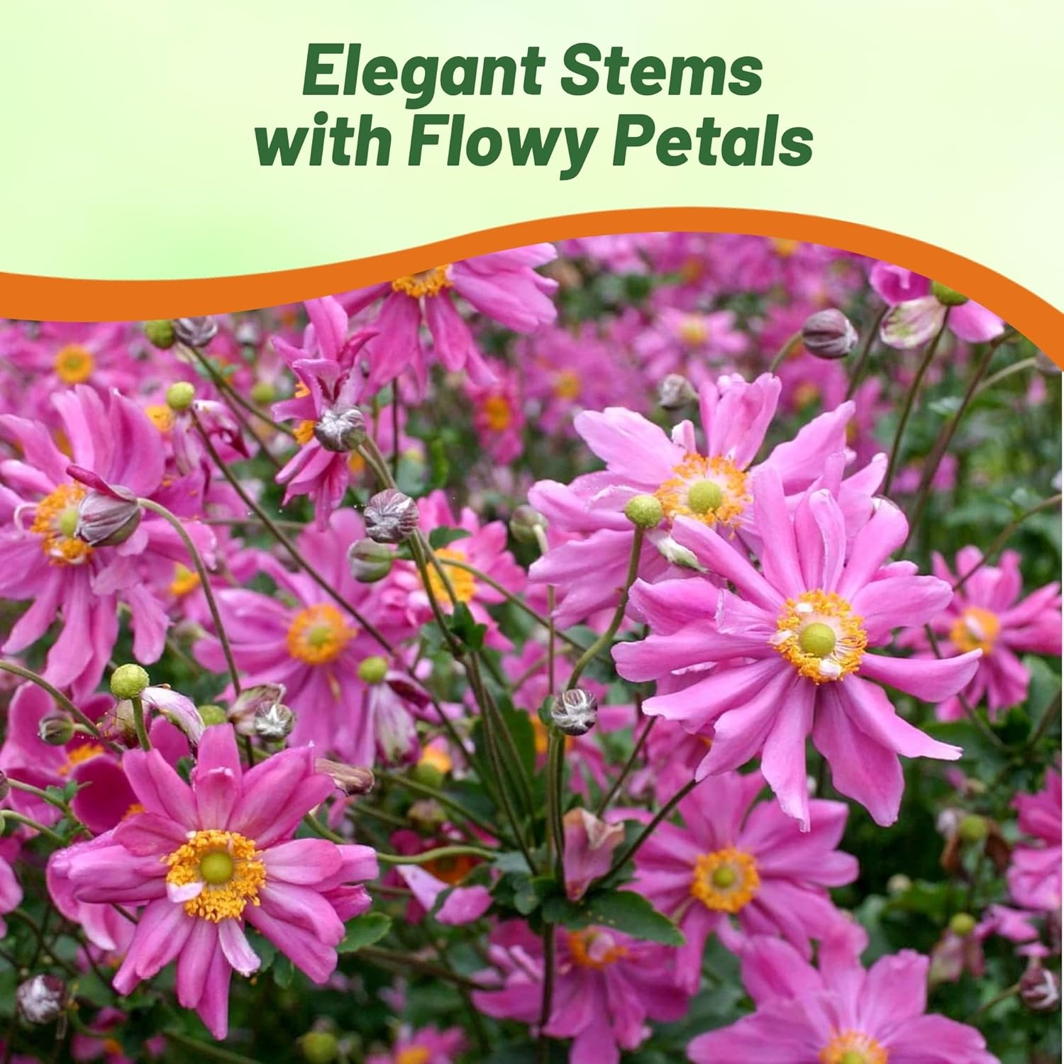 Anemone Hupehensis Pink Saucer Container Plant