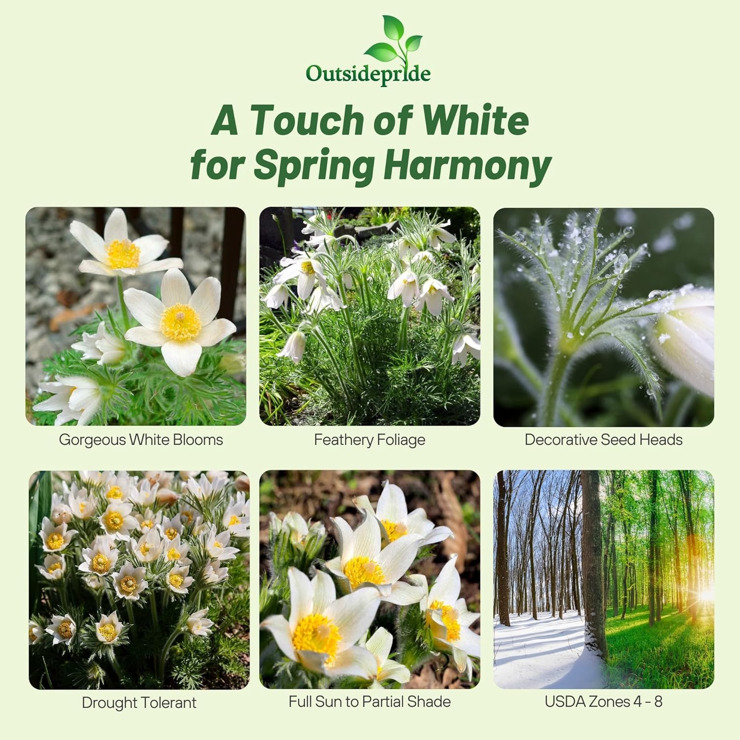 Anemone Vulgaris White Flower Garden