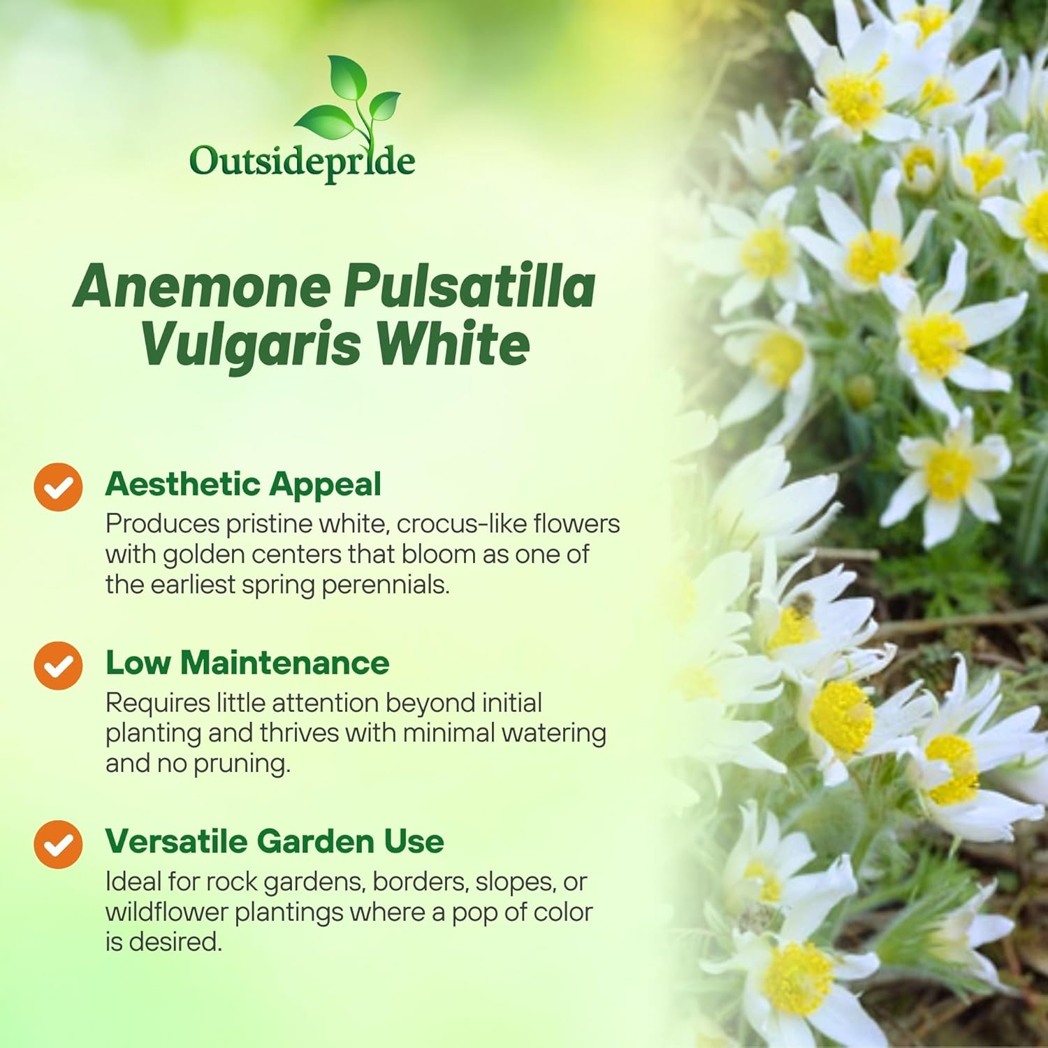 Pasque Flower White