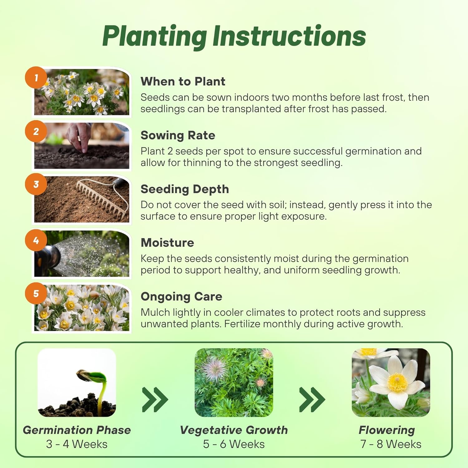 Anemone Vulgaris White Planting Directions