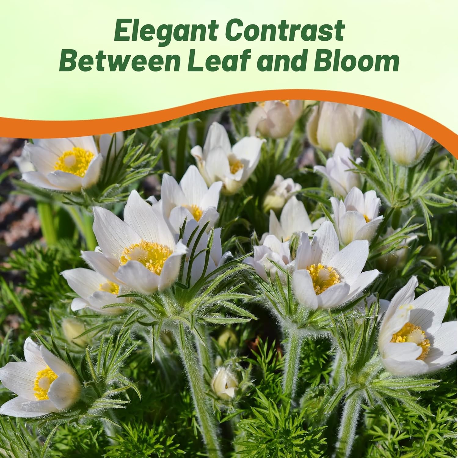 Anemone Vulgaris White Cut Flowers