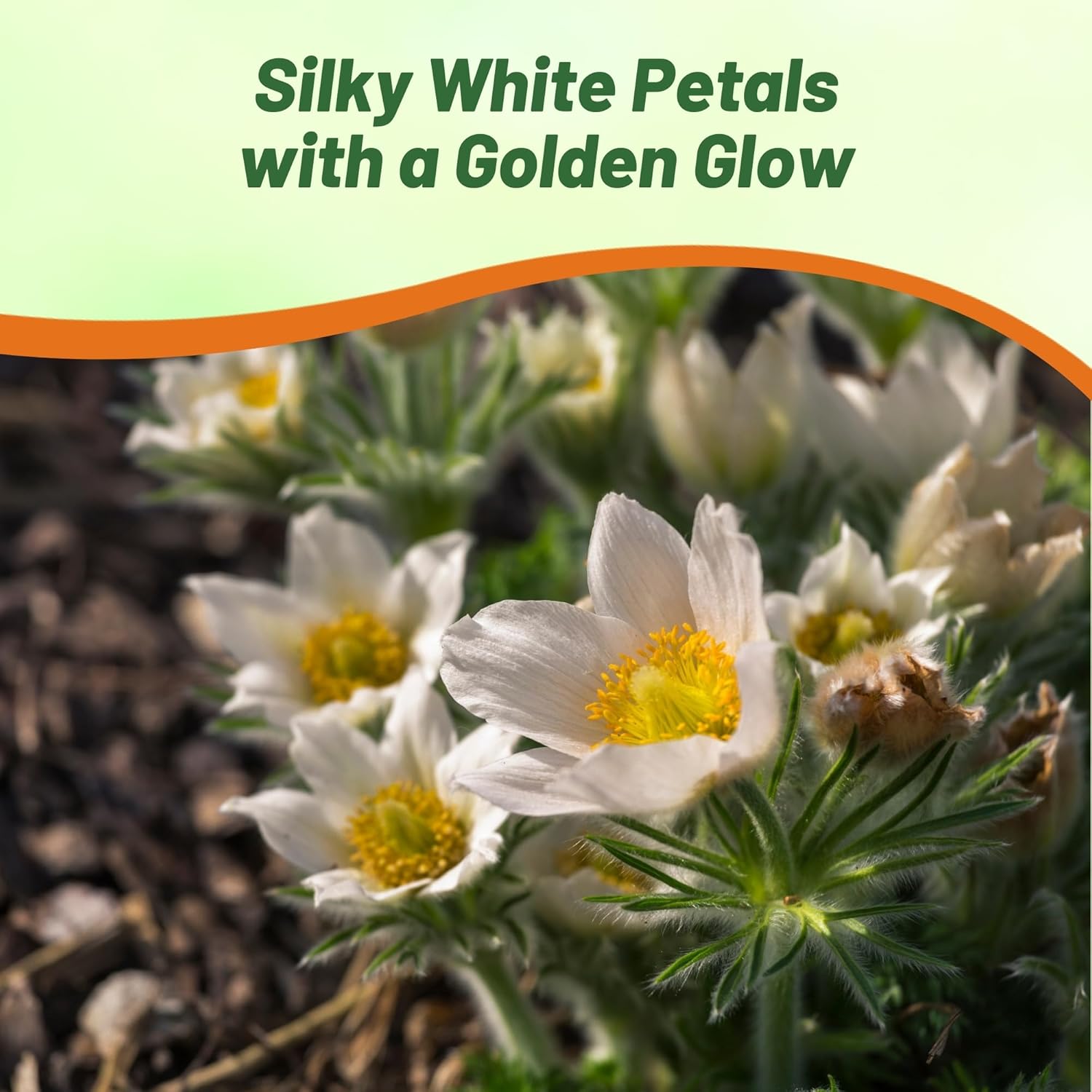 Anemone Vulgaris White Container Plants