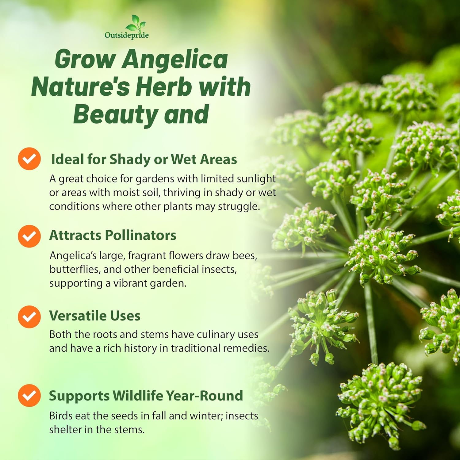 Garden Angelica