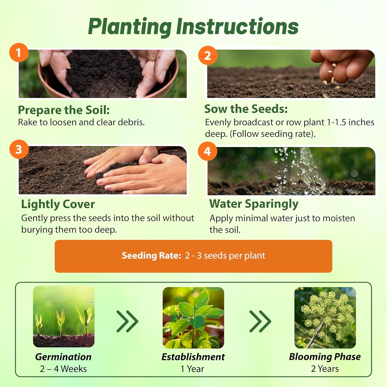 Angelica Herb Seed Planting Directions