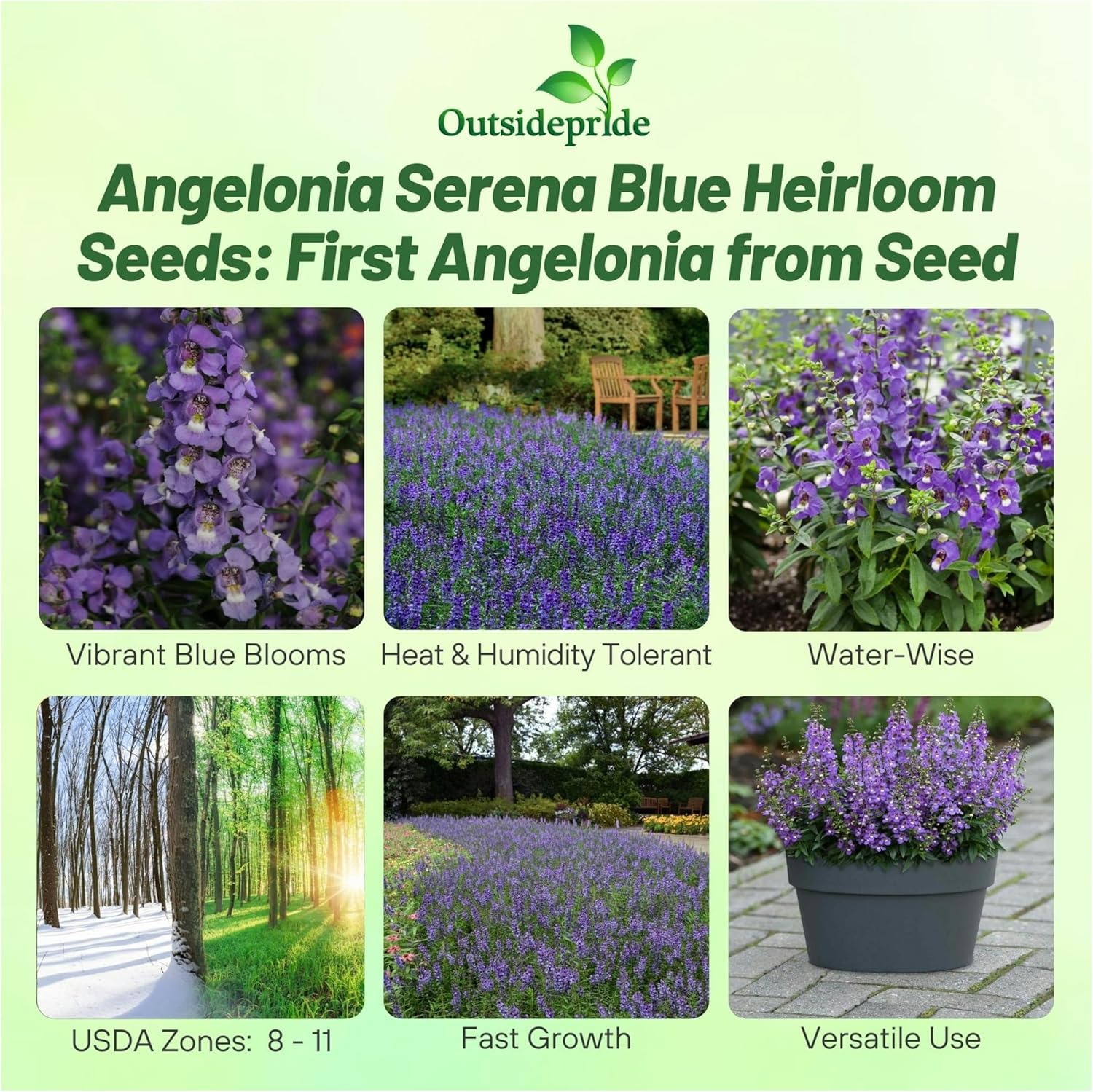 Angelonia Serena Blue Hanging Baskets