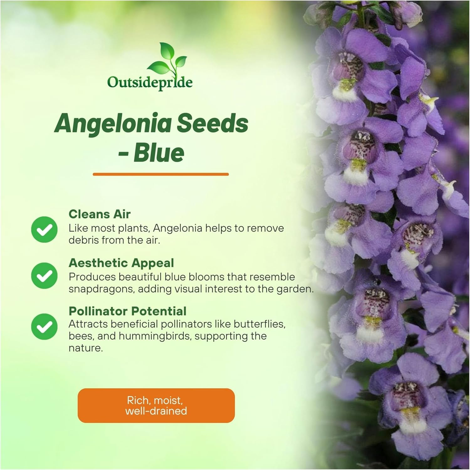 Angelonia Serena Blue Flowers