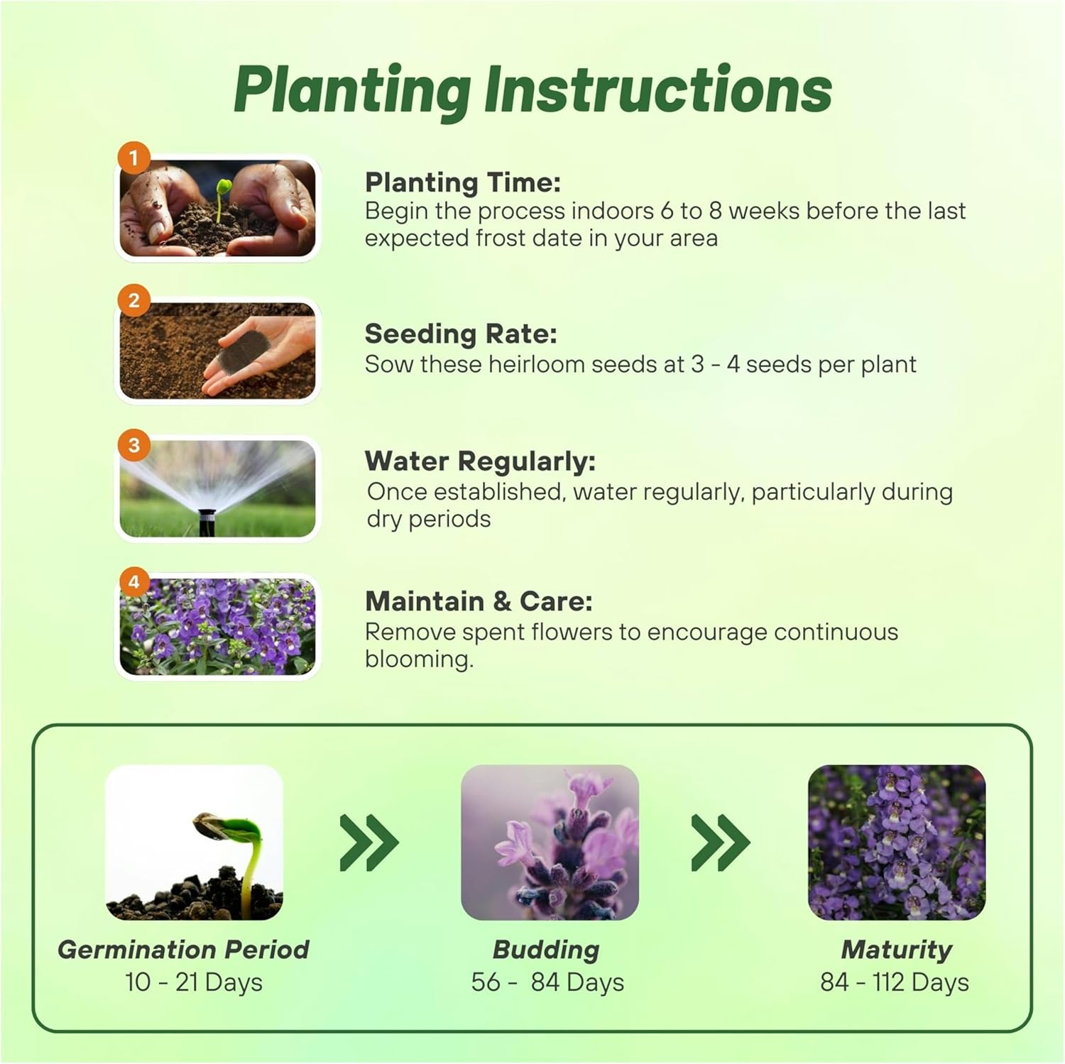 Angelonia Serena Blue Planting Directions