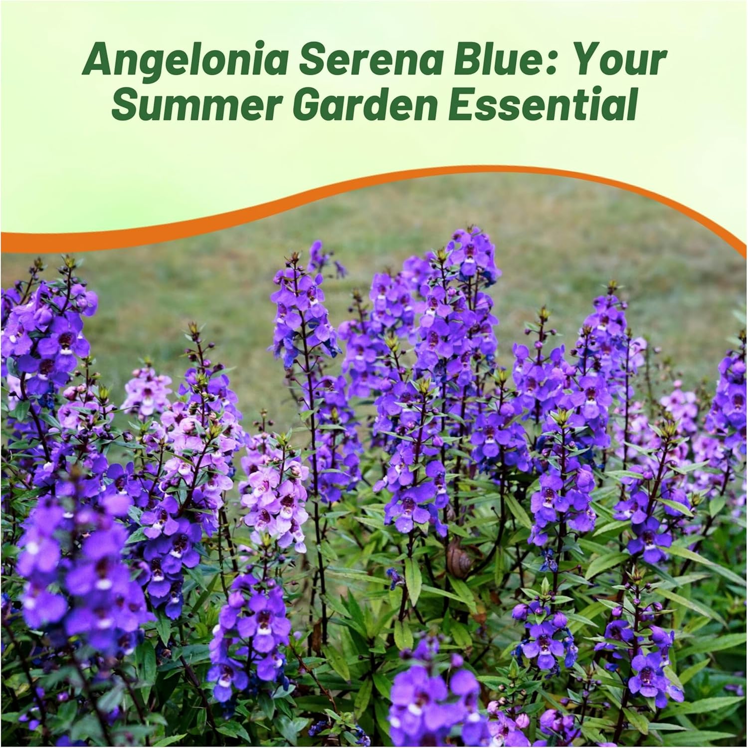 Angelonia Serena Blue Flower Garden