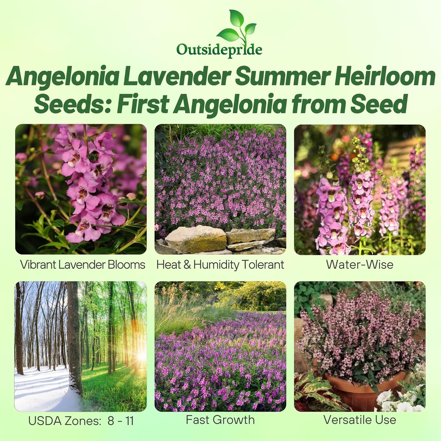 Angelonia Lavender Pink Container Plants